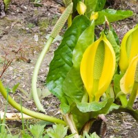 American Skunk Cabbage